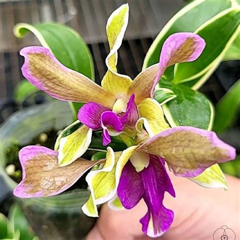Dendrobium Burana Sundae