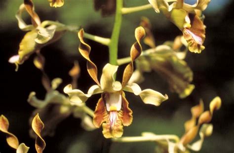 Dendrobium Busuangense
