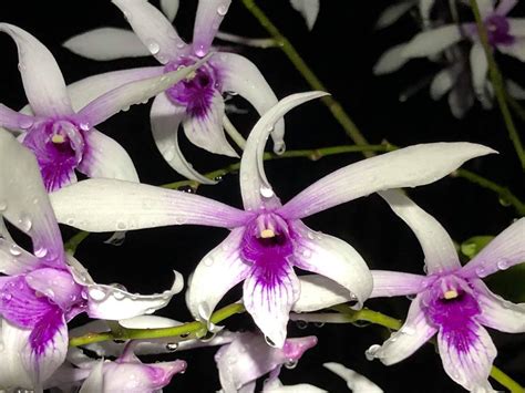 Dendrobium Caesar 4n
