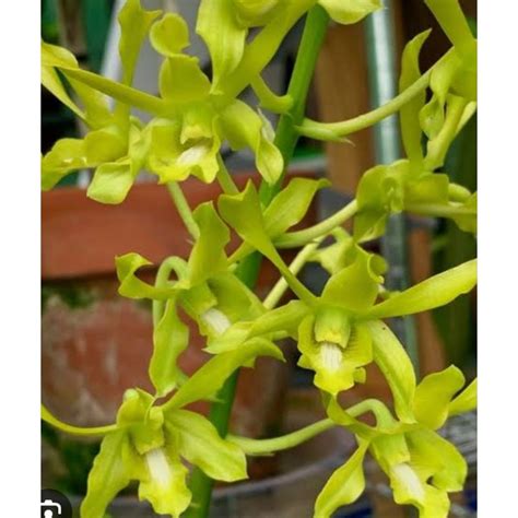 Dendrobium Caesar Green