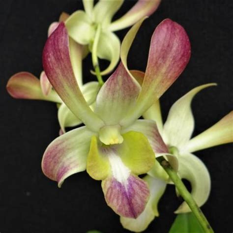 Dendrobium Caesar Java Candy