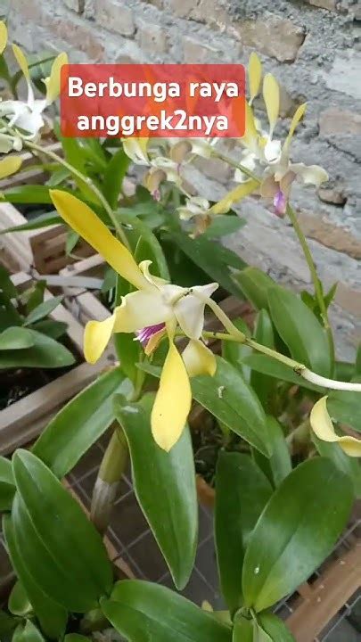 Dendrobium Caesar Yellow