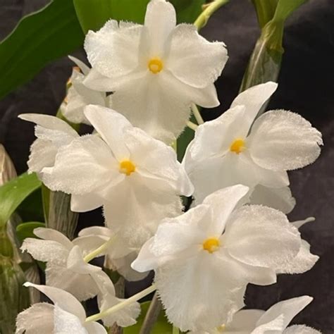 Dendrobium Callista