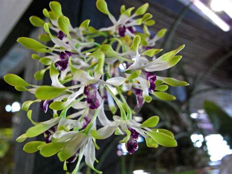 Dendrobium Canaliculatum