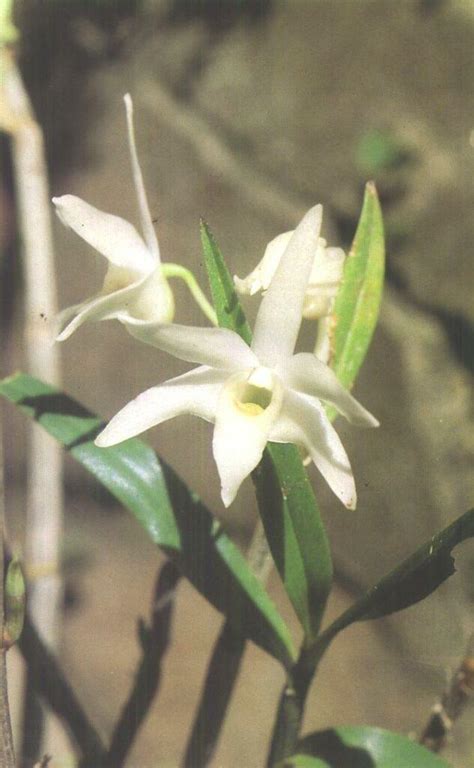 Dendrobium Candidum