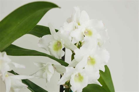 Dendrobium (Cane Orchid)