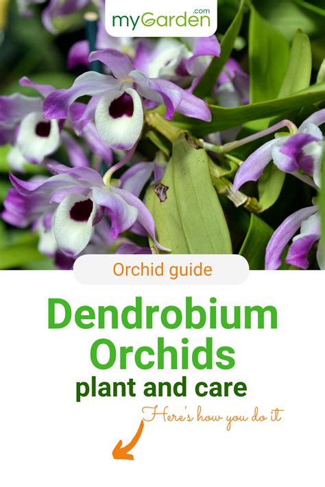 Dendrobium Care