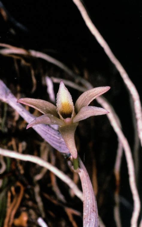 Dendrobium Carinatum