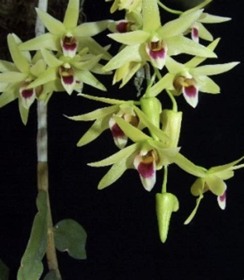 Dendrobium Catenatum