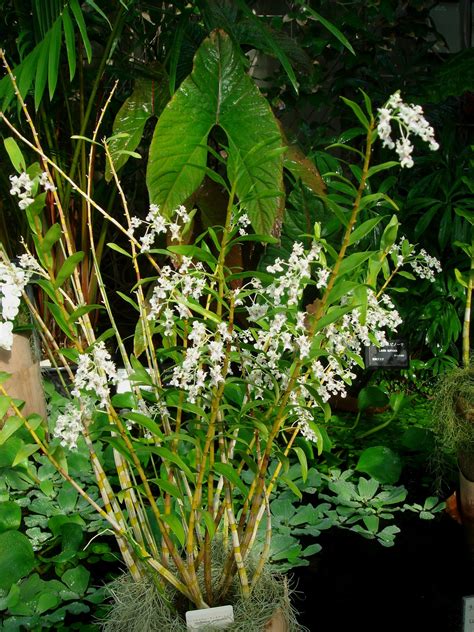 Dendrobium Chalmersii