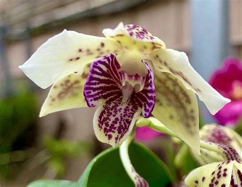 Dendrobium Chocolate Chip