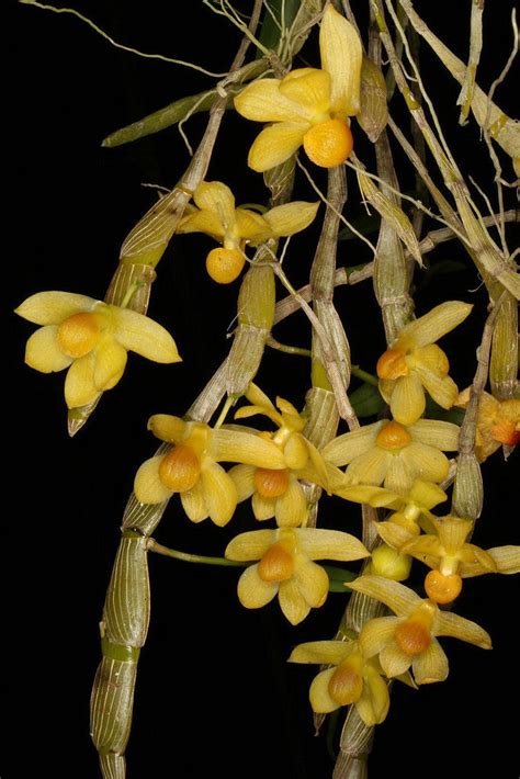 Dendrobium Chrysocrepis