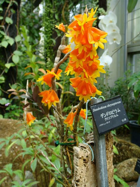 Dendrobium Chrysopterum
