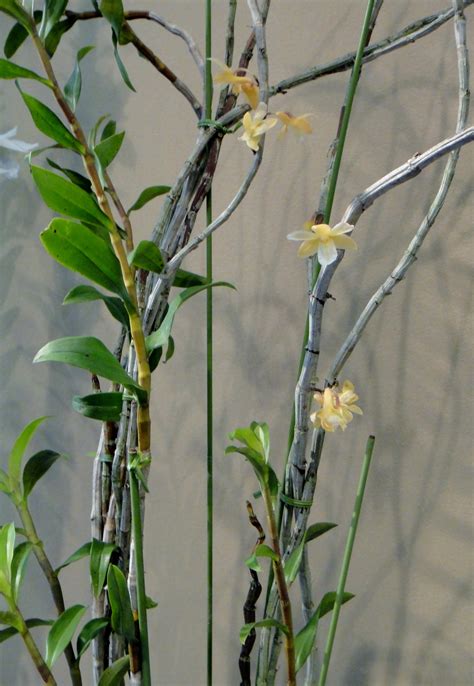 Dendrobium Cinereum