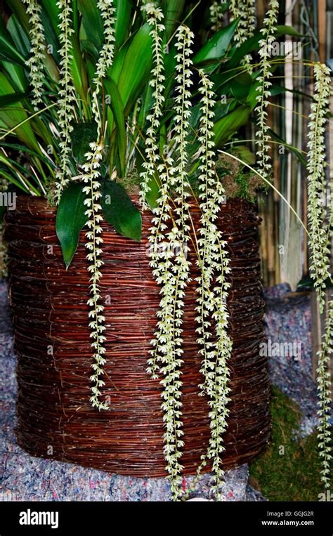 Dendrobium Cobbianum