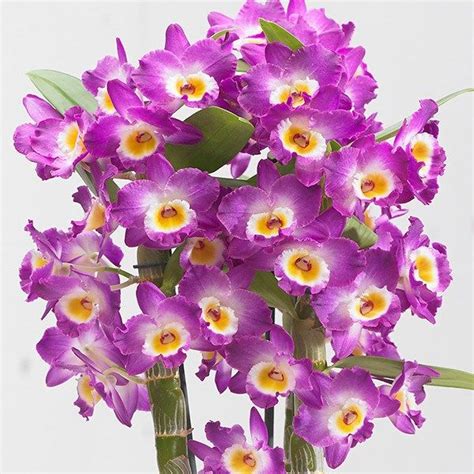 Dendrobium Comet King