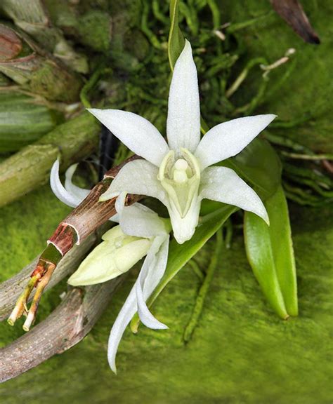 Dendrobium Compactum