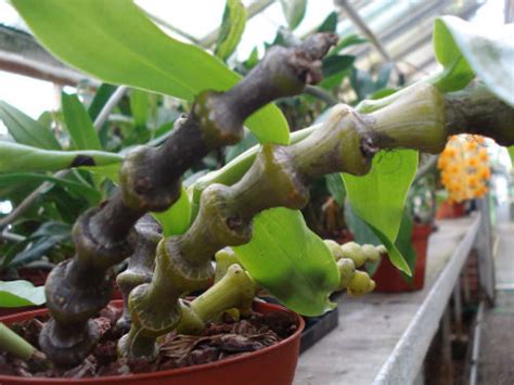 Dendrobium Crassinode
