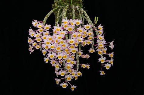 Dendrobium Crepidatum