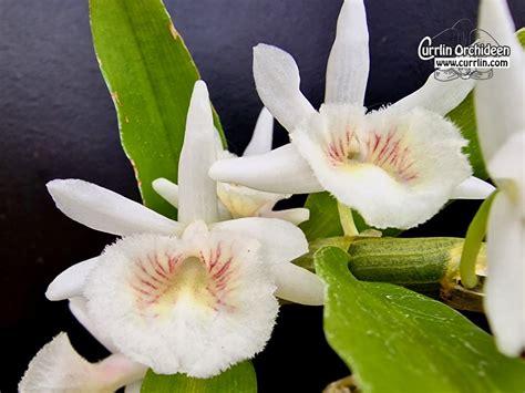 Dendrobium Cretaceum