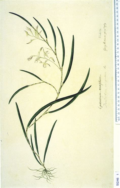 Dendrobium Crispatum