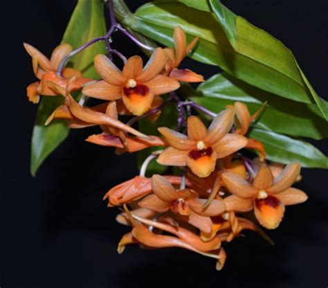 Dendrobium Crocatum