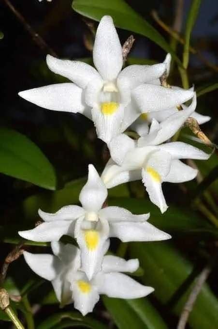 Dendrobium Crumenatum For Sale