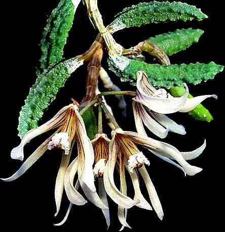 Dendrobium Cucumerina