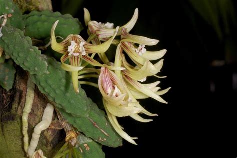 Dendrobium Cucumerinum