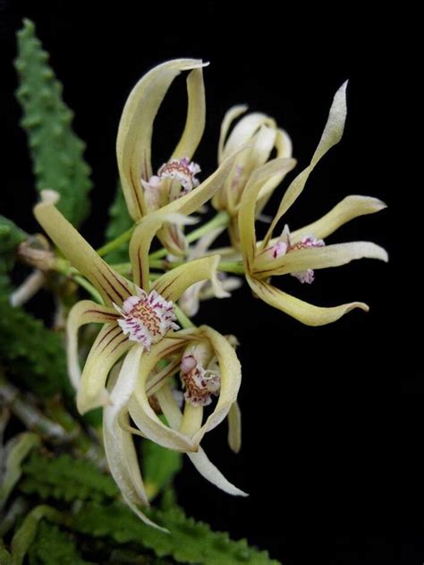 Dendrobium Cucumerinum For Sale