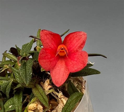 Dendrobium Cuthbertsonii Red