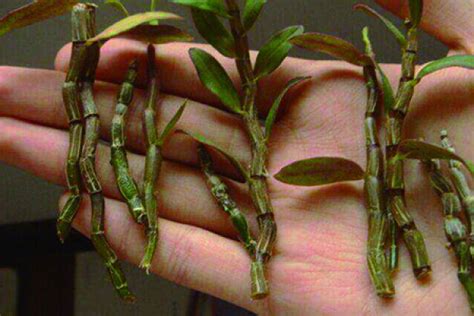 Dendrobium Cuttings