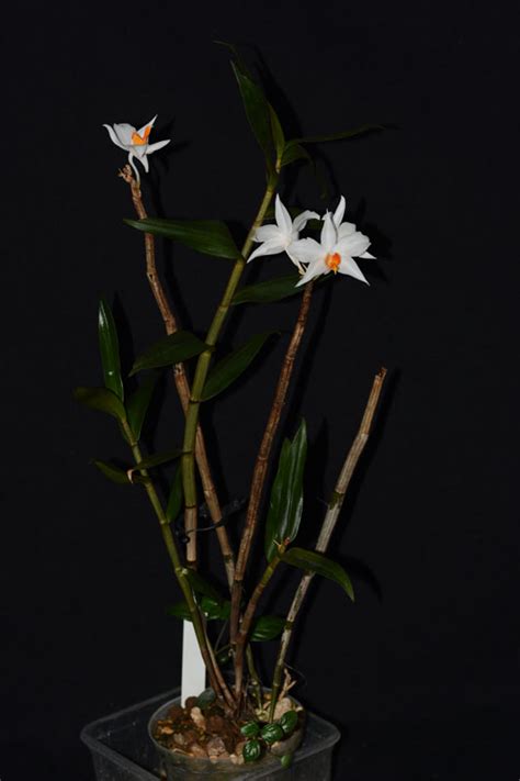 Dendrobium Daklakense