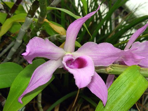 Dendrobium Definition