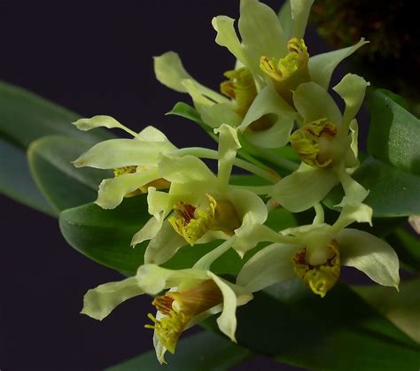 Dendrobium Delacourii