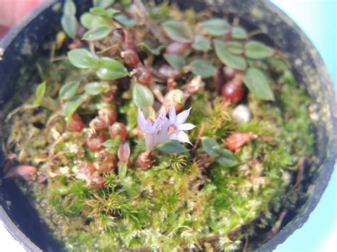 Dendrobium Delicatulum