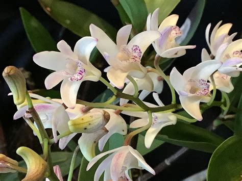 Dendrobium Delicatum