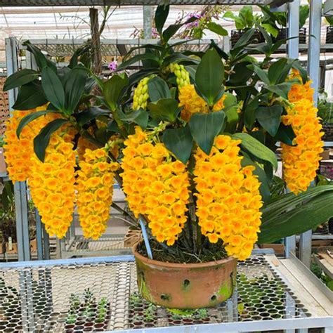 Dendrobium Densiflorum