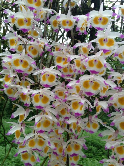 Dendrobium Devonianum