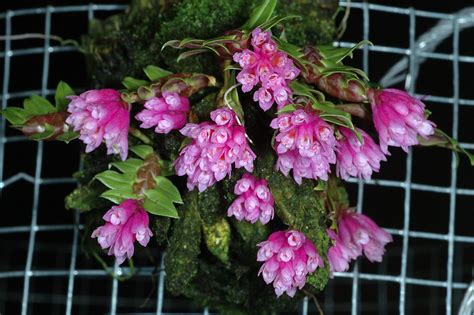 Dendrobium Dichaeoides