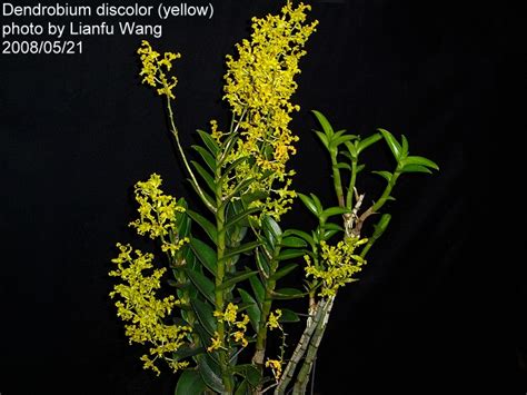 Dendrobium Discolor