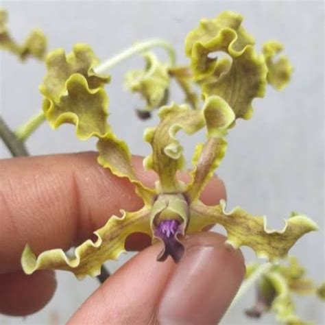 Dendrobium Discolor Blue