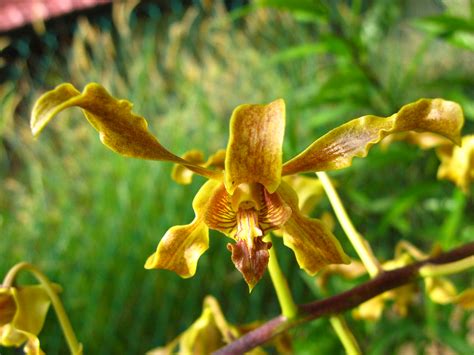 Dendrobium Discolor Bluenanta