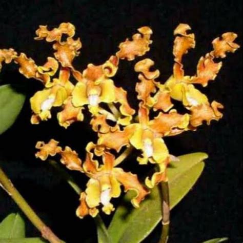 Dendrobium Discolor Merauke