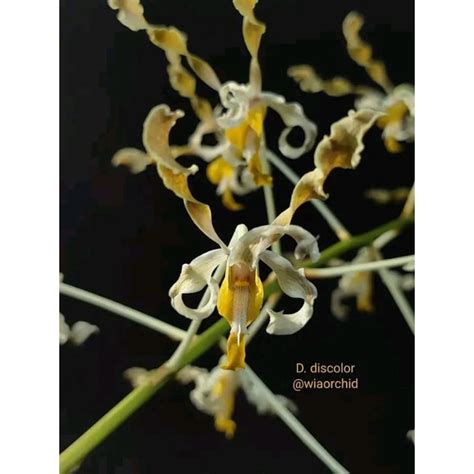 Dendrobium Discolor Tanimbar