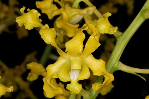 Dendrobium Discolor Var Broomfieldii