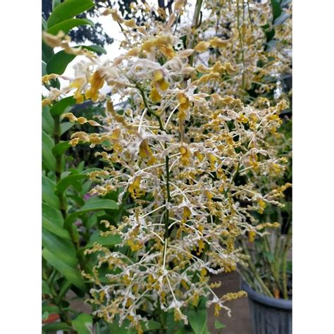 Dendrobium Discolor Var Tanimbar
