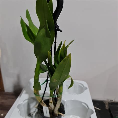 Dendrobium Dream 8