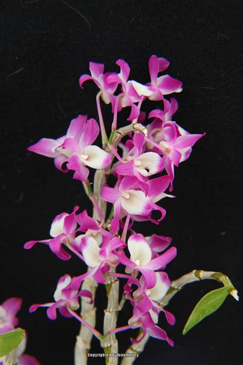 Dendrobium Dream Ace