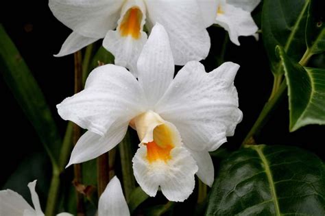 Dendrobium E Cymbidium